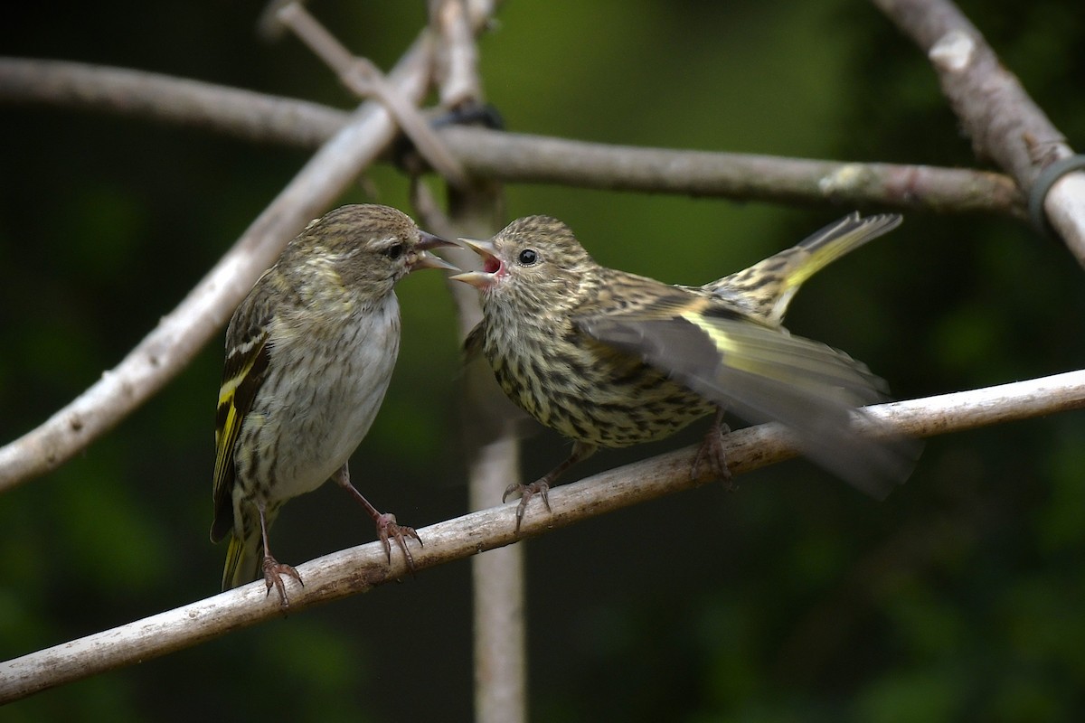 Pine Siskin - ML638637424