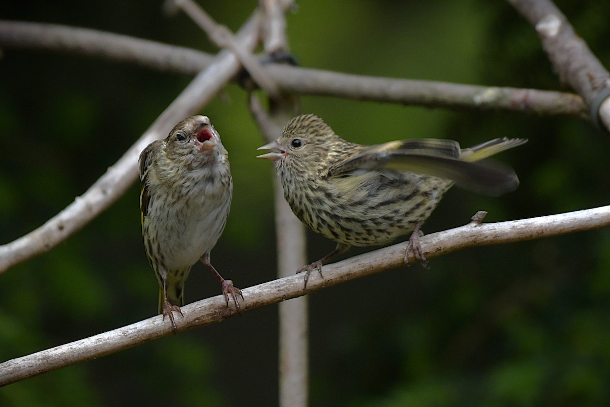 Pine Siskin - ML638637426