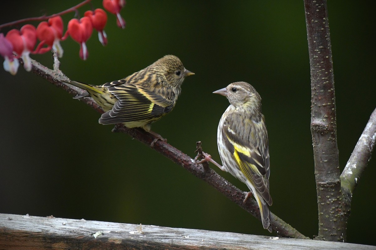 Pine Siskin - ML638637427