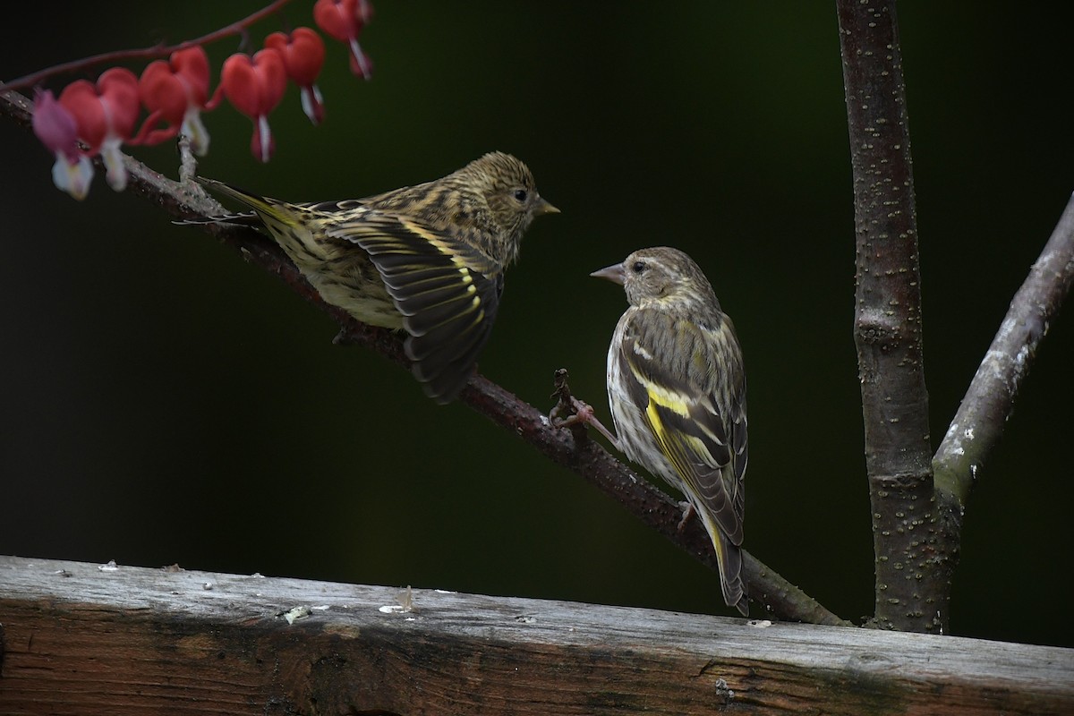 Pine Siskin - ML638637428
