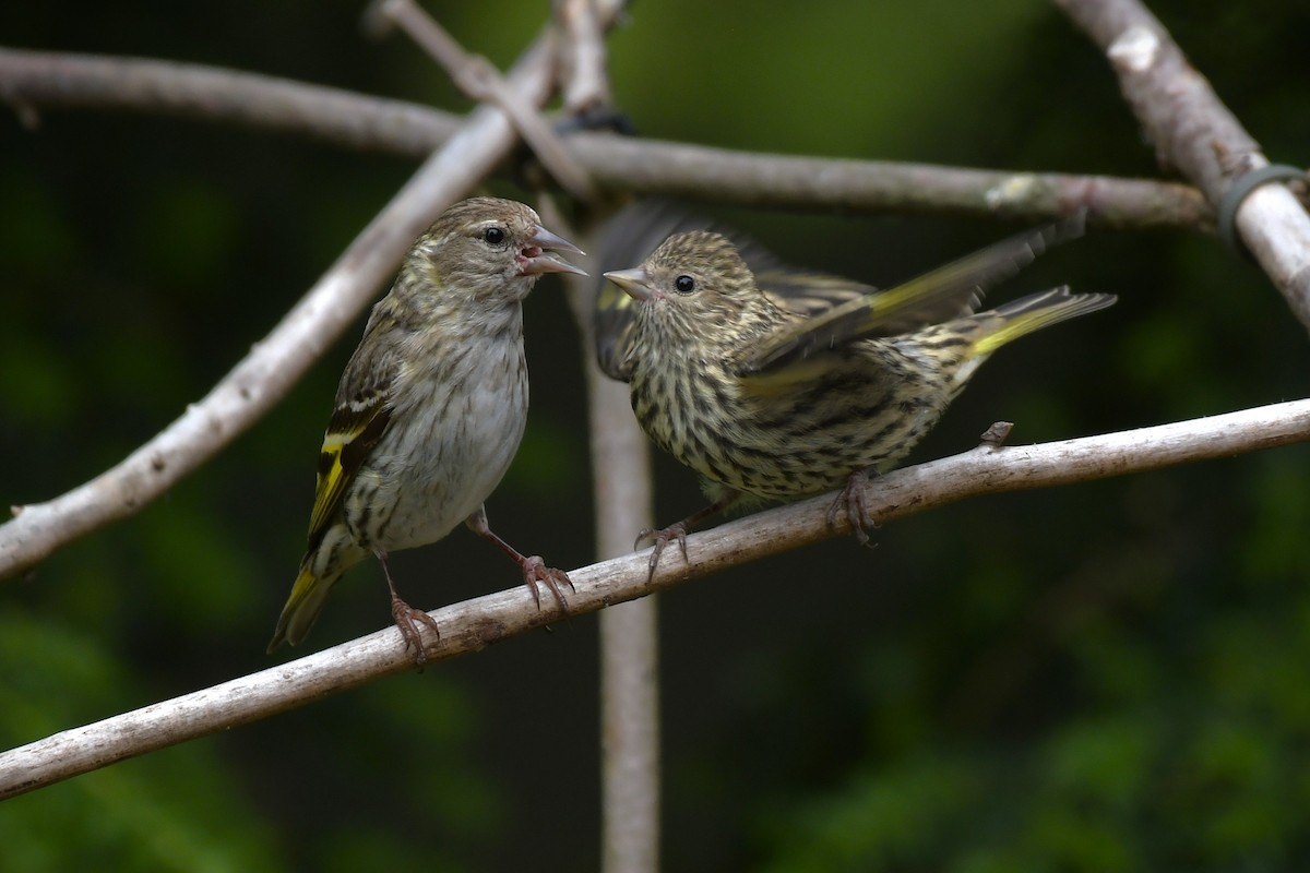 Pine Siskin - ML638637429
