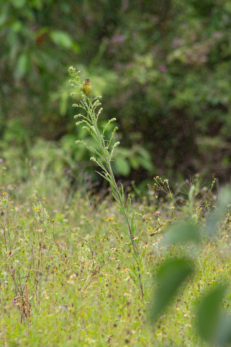 Lesser Goldfinch - ML638637443