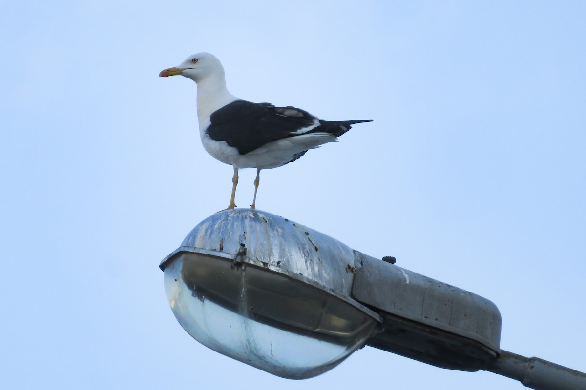Lesser Black-backed Gull - ML638637448