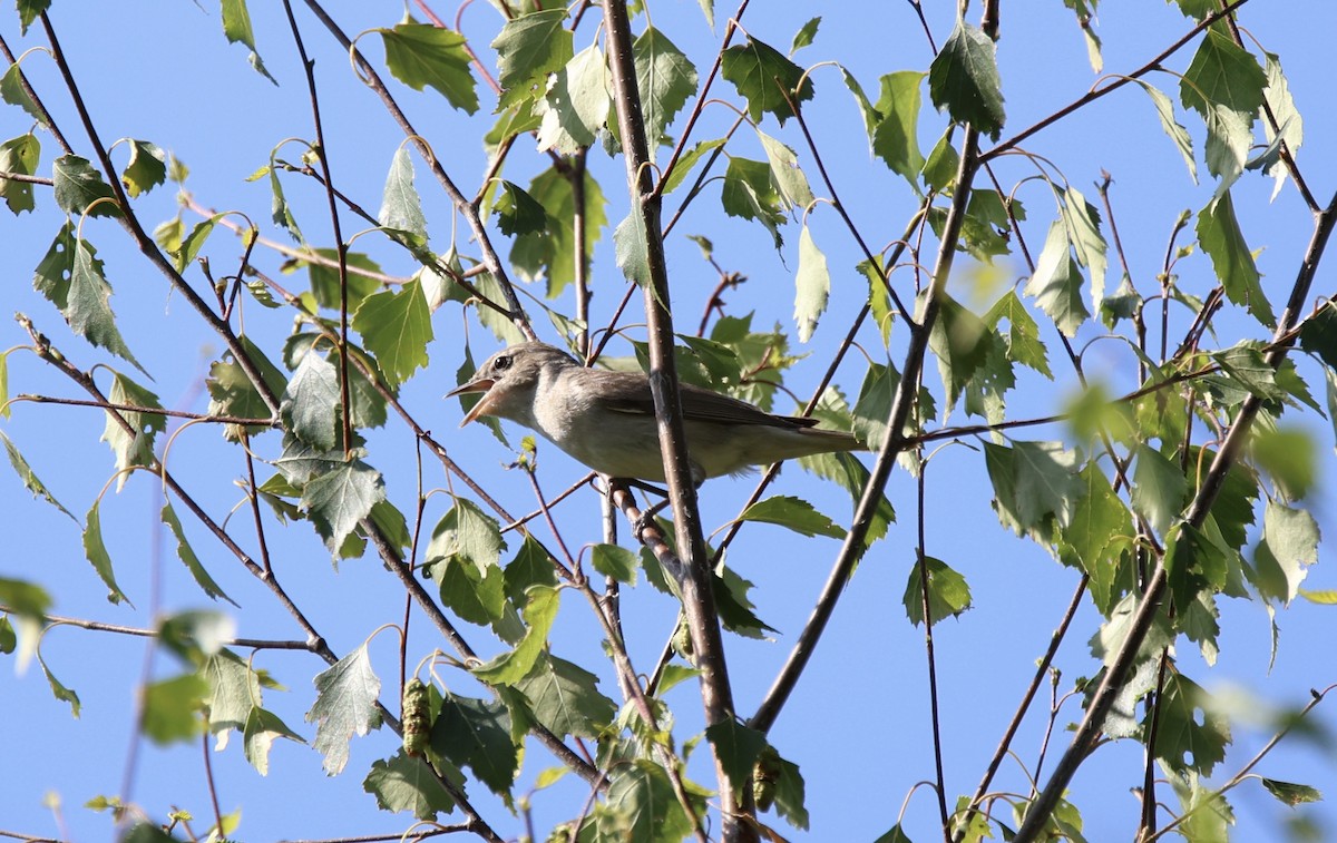 Garden Warbler - ML638637480