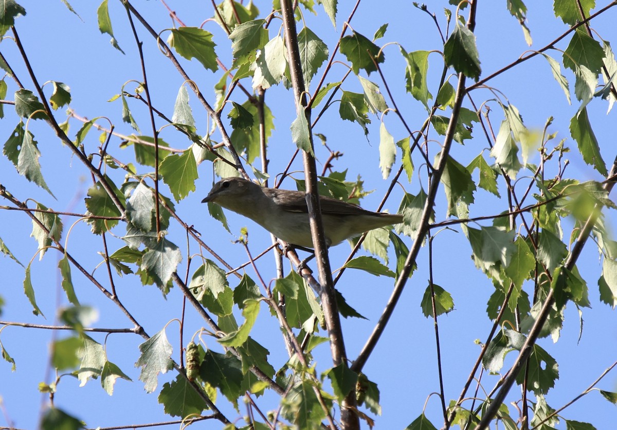 Garden Warbler - ML638637481