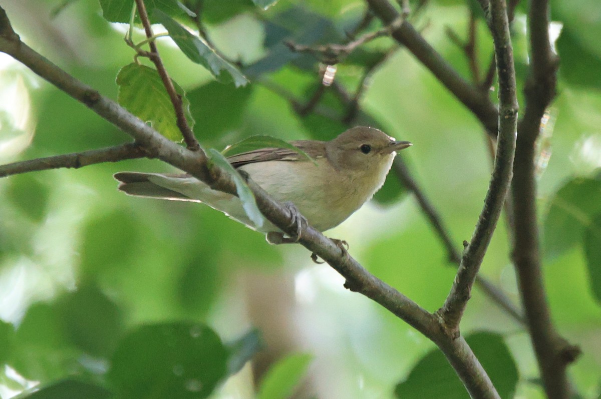 Garden Warbler - ML638637482