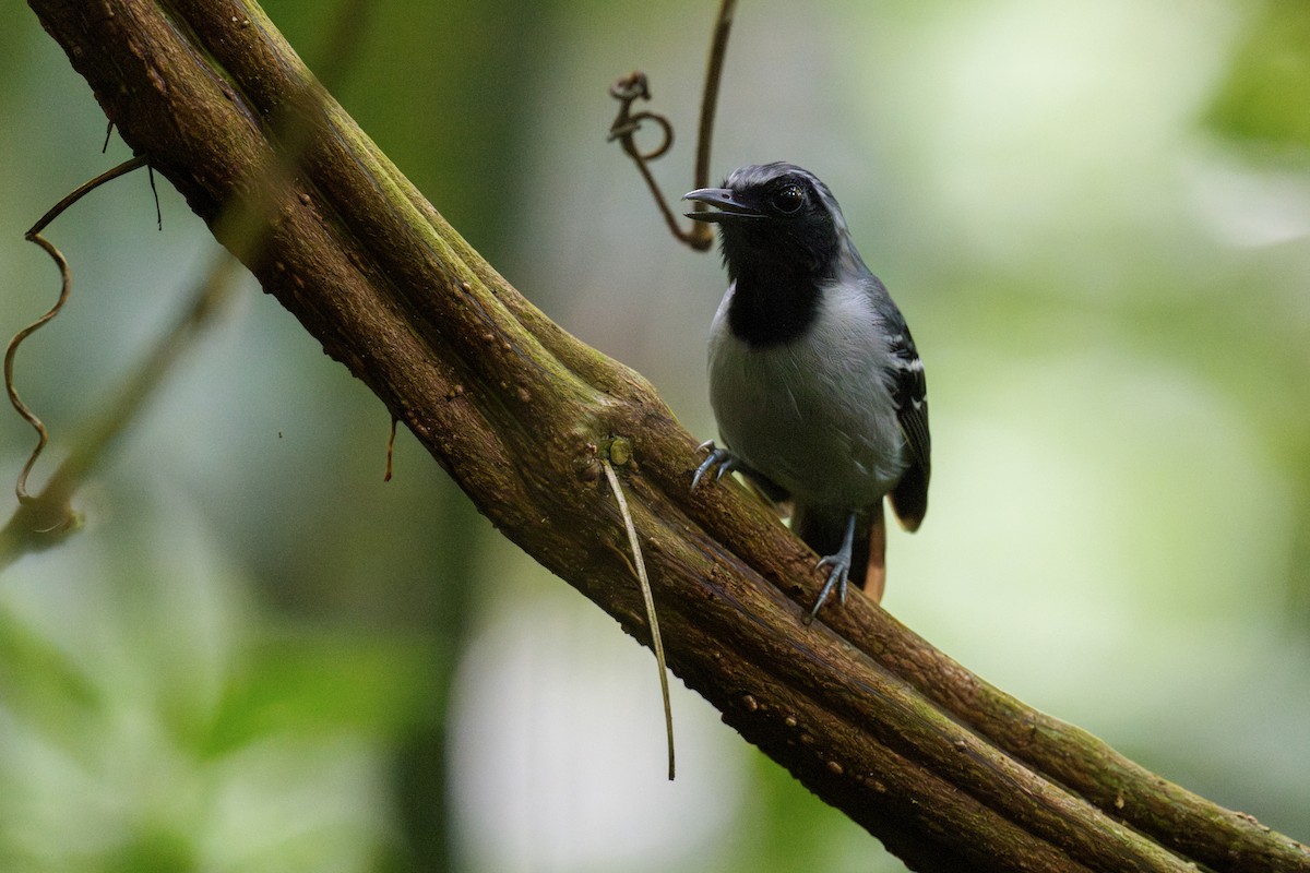 Black-faced Antbird - ML638637560