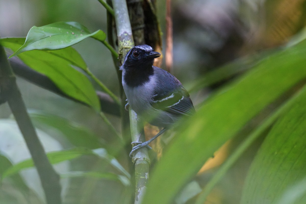 Black-faced Antbird - ML638637561