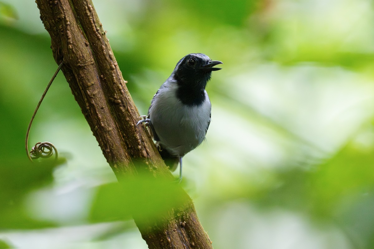 Black-faced Antbird - ML638637562