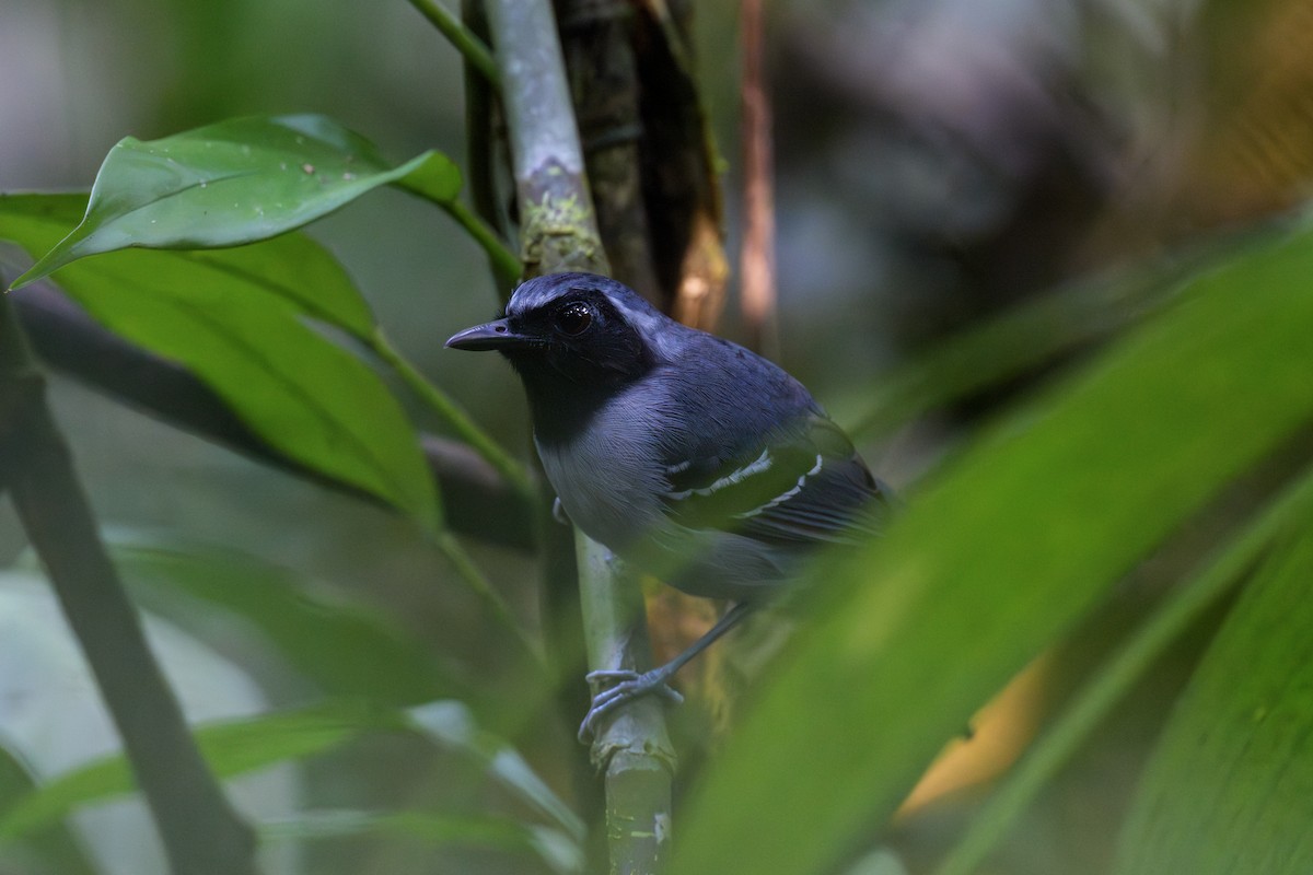 Black-faced Antbird - ML638637563