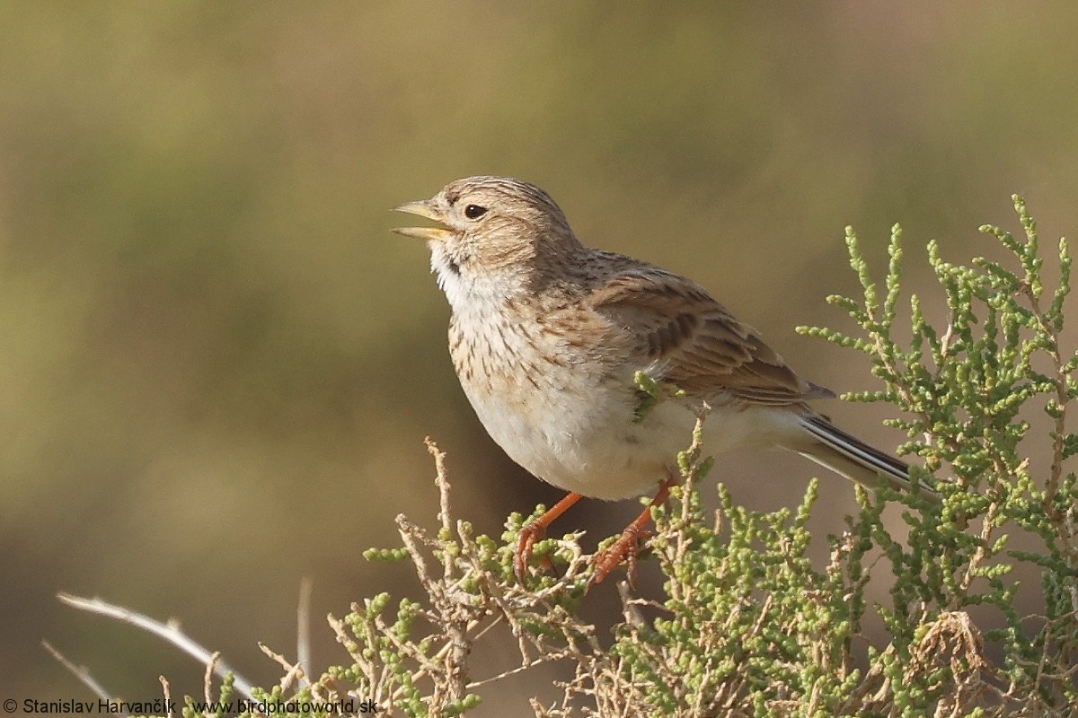 Asian Short-toed Lark - Stanislav Harvančík
