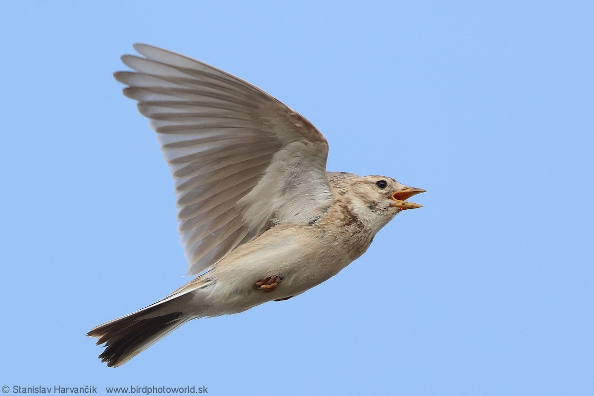 Asian Short-toed Lark - Stanislav Harvančík