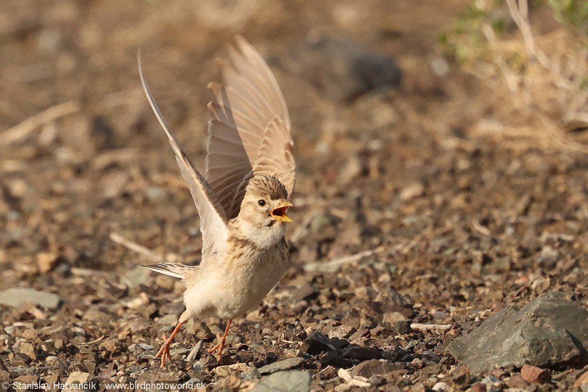 Asian Short-toed Lark - Stanislav Harvančík