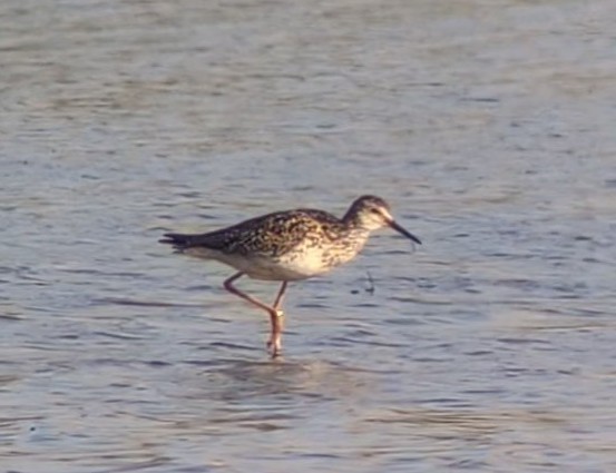 Lesser Yellowlegs - ML638637602