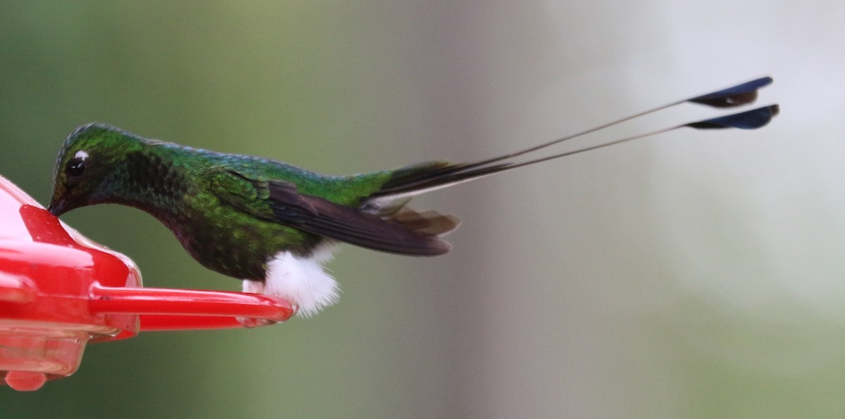 White-booted Racket-tail - ML638637619