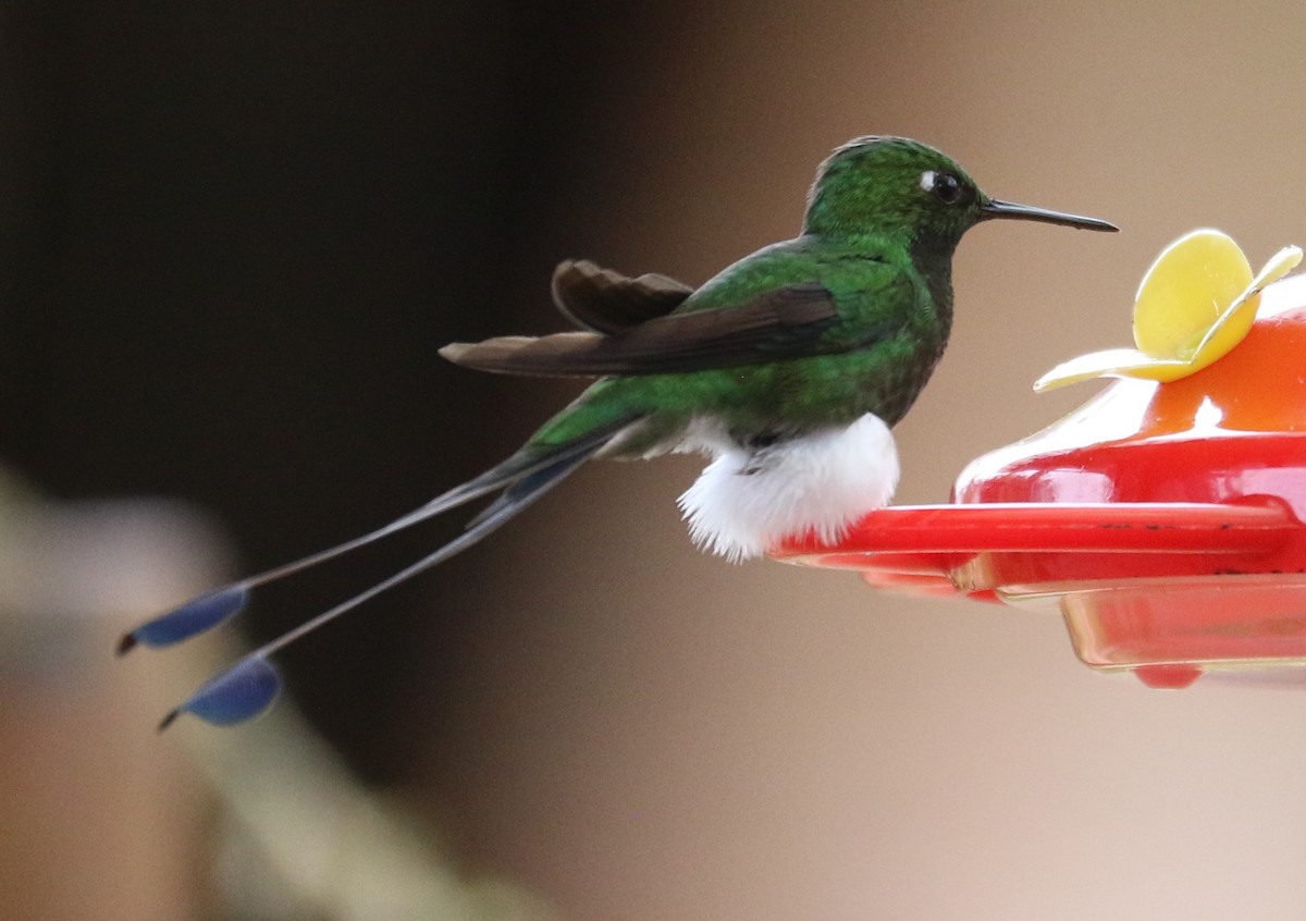 White-booted Racket-tail - ML638637633