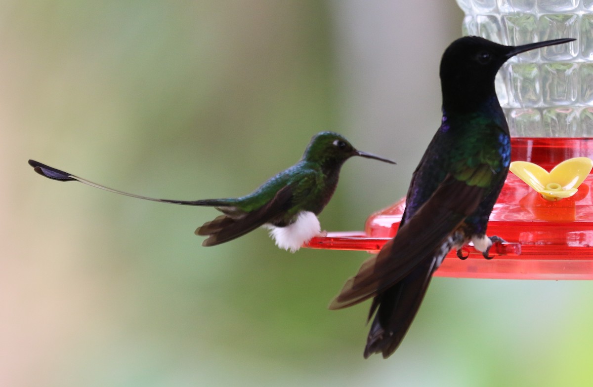 White-booted Racket-tail - ML638637639