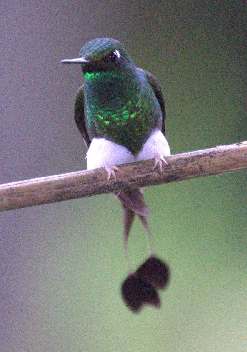White-booted Racket-tail - ML638637650