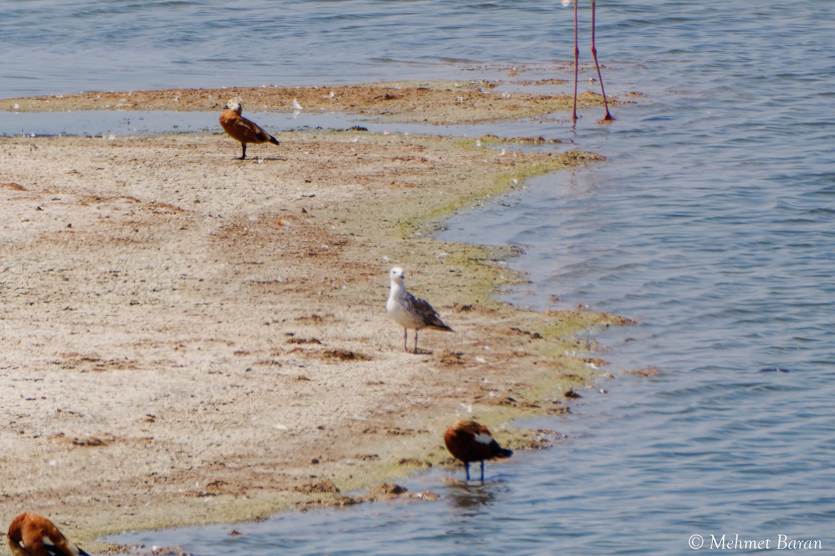 Armenian Gull - ML638637652