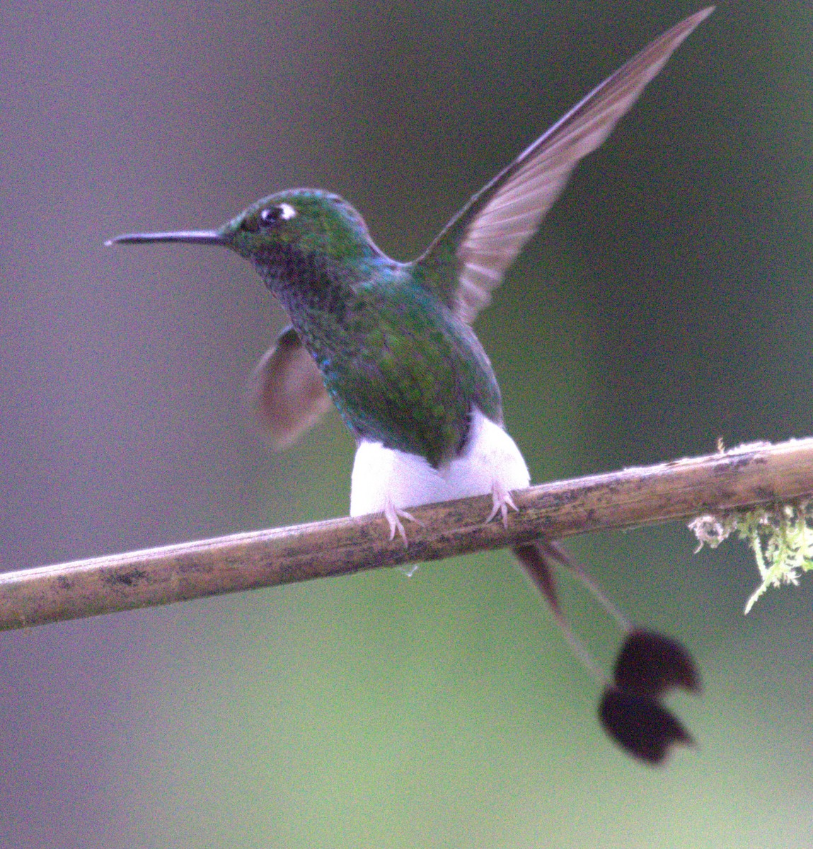 White-booted Racket-tail - ML638637654