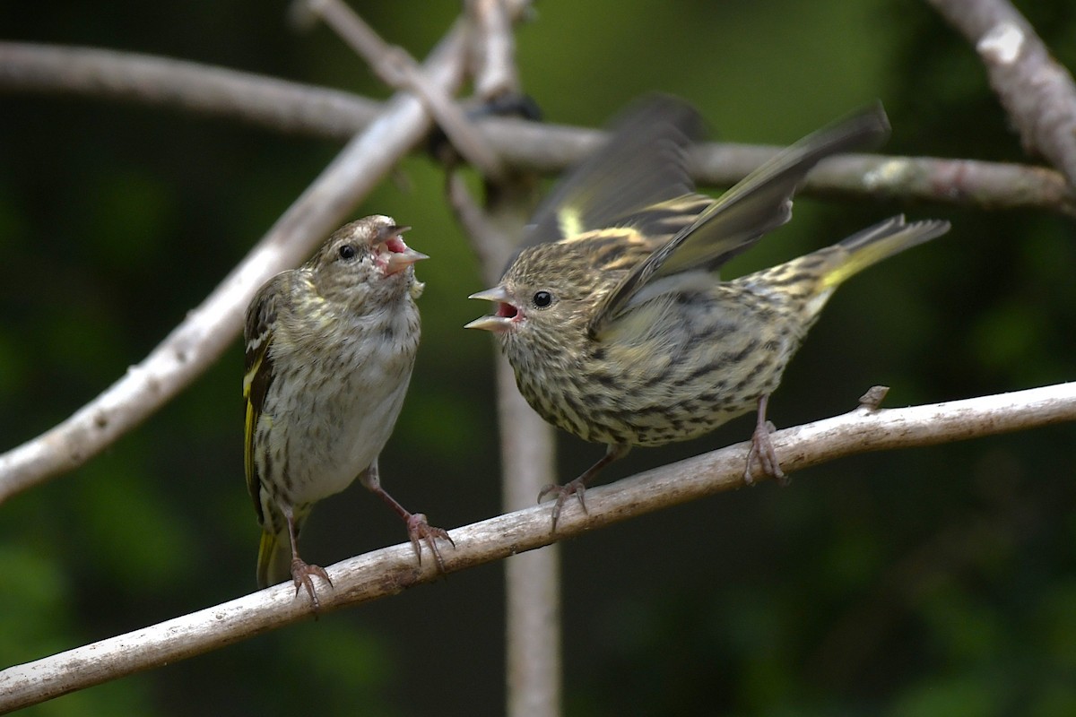 Pine Siskin - ML638637662