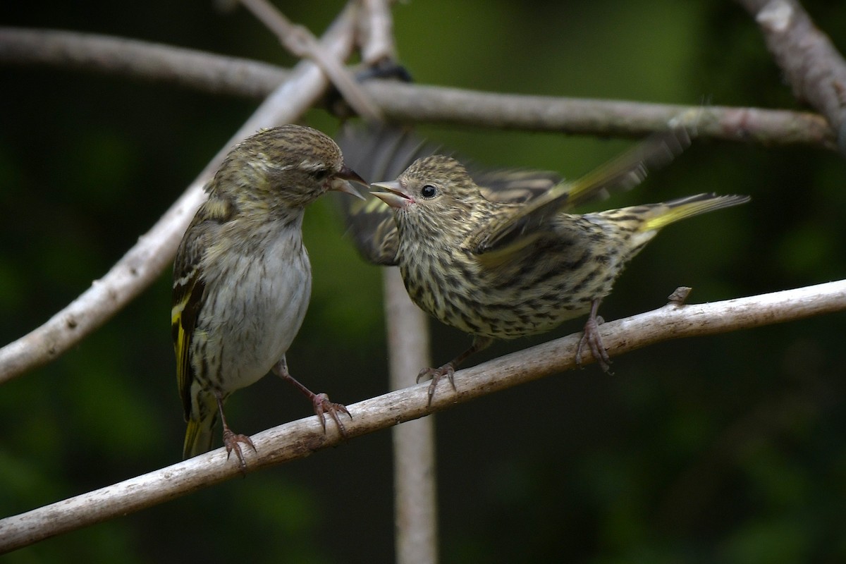 Pine Siskin - ML638637663