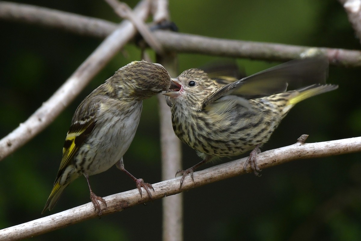Pine Siskin - ML638637664