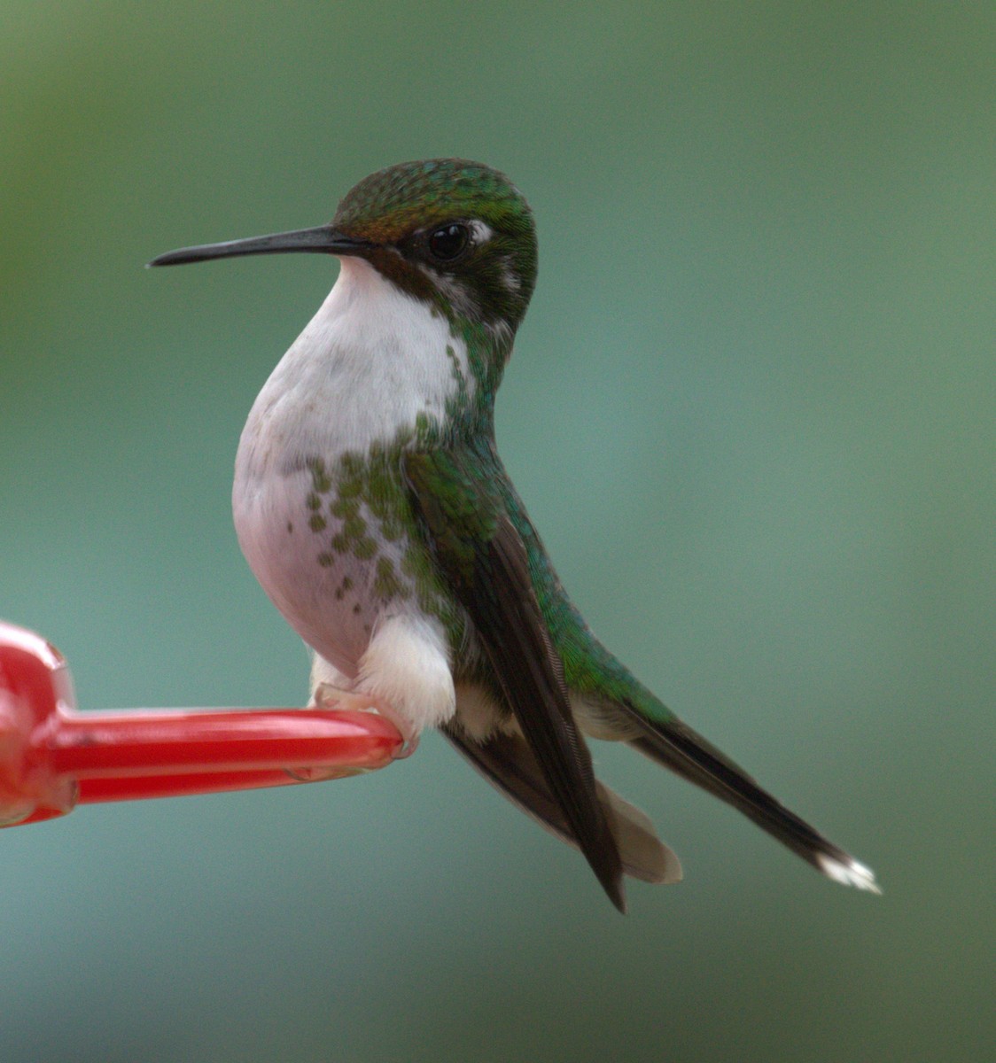 White-booted Racket-tail - ML638637677