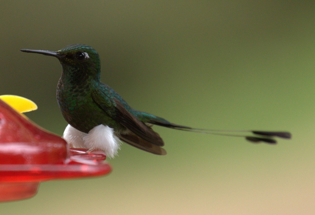 White-booted Racket-tail - ML638637683