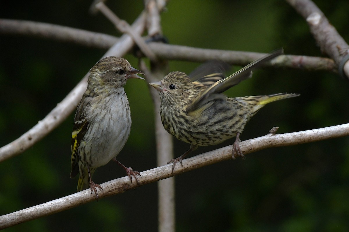 Pine Siskin - ML638637701