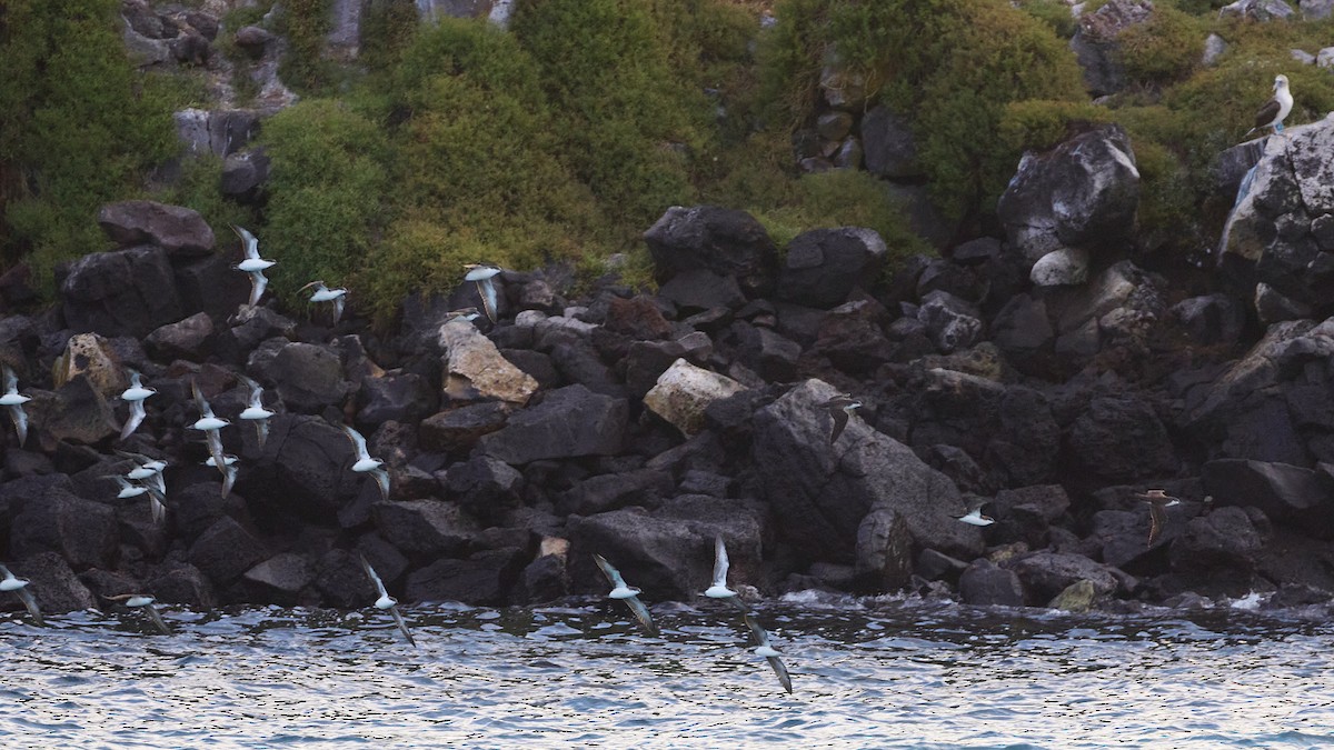 Galapagos Shearwater - ML638637789