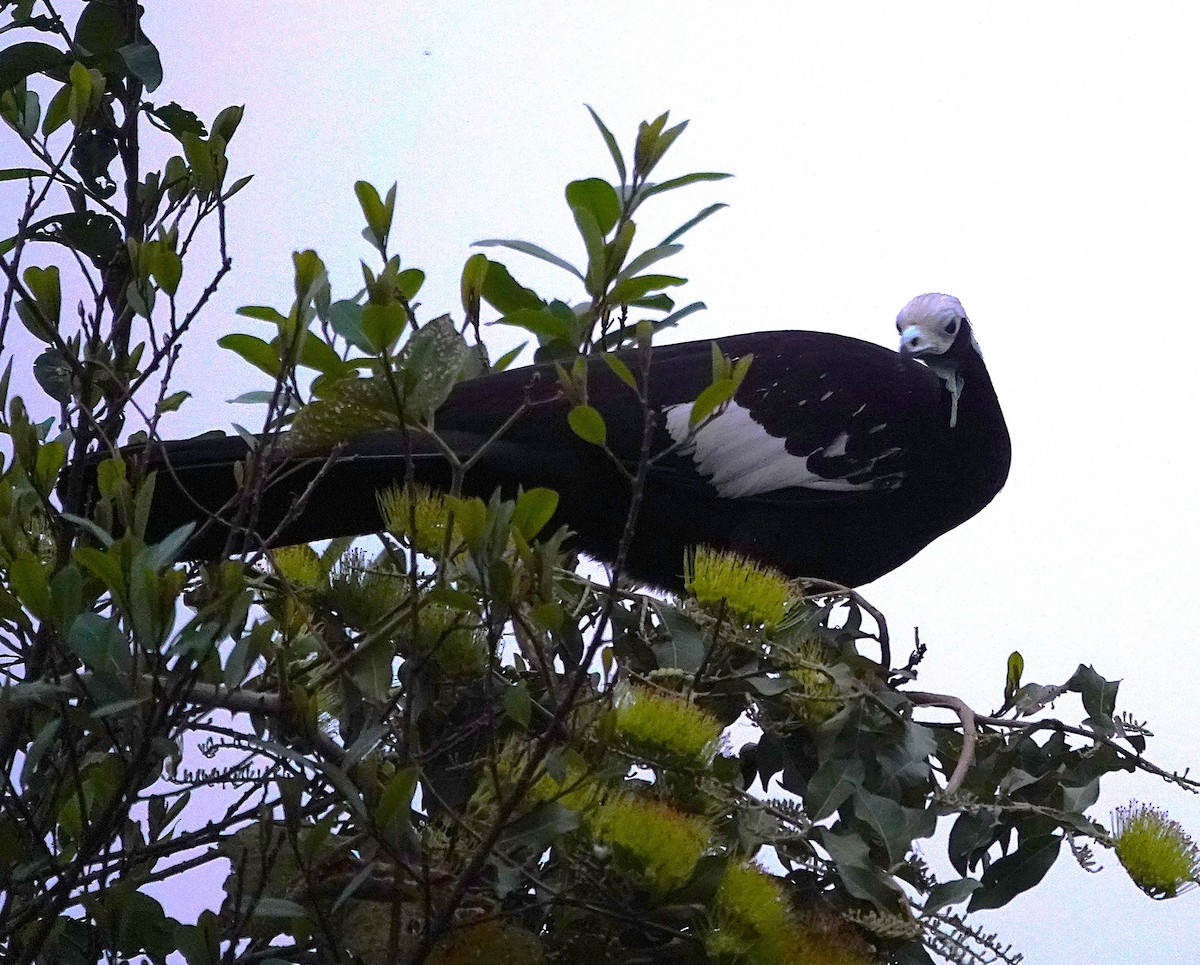 White-throated Piping-Guan - ML638637791