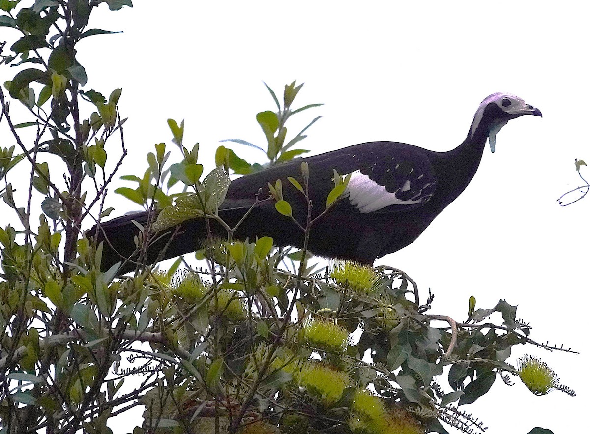 White-throated Piping-Guan - ML638637792
