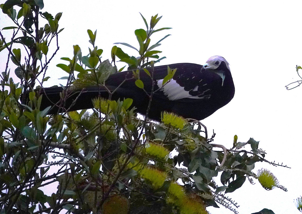 White-throated Piping-Guan - ML638637793