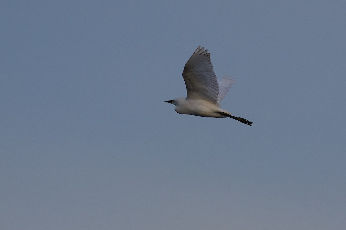 Great Egret - ML638637797