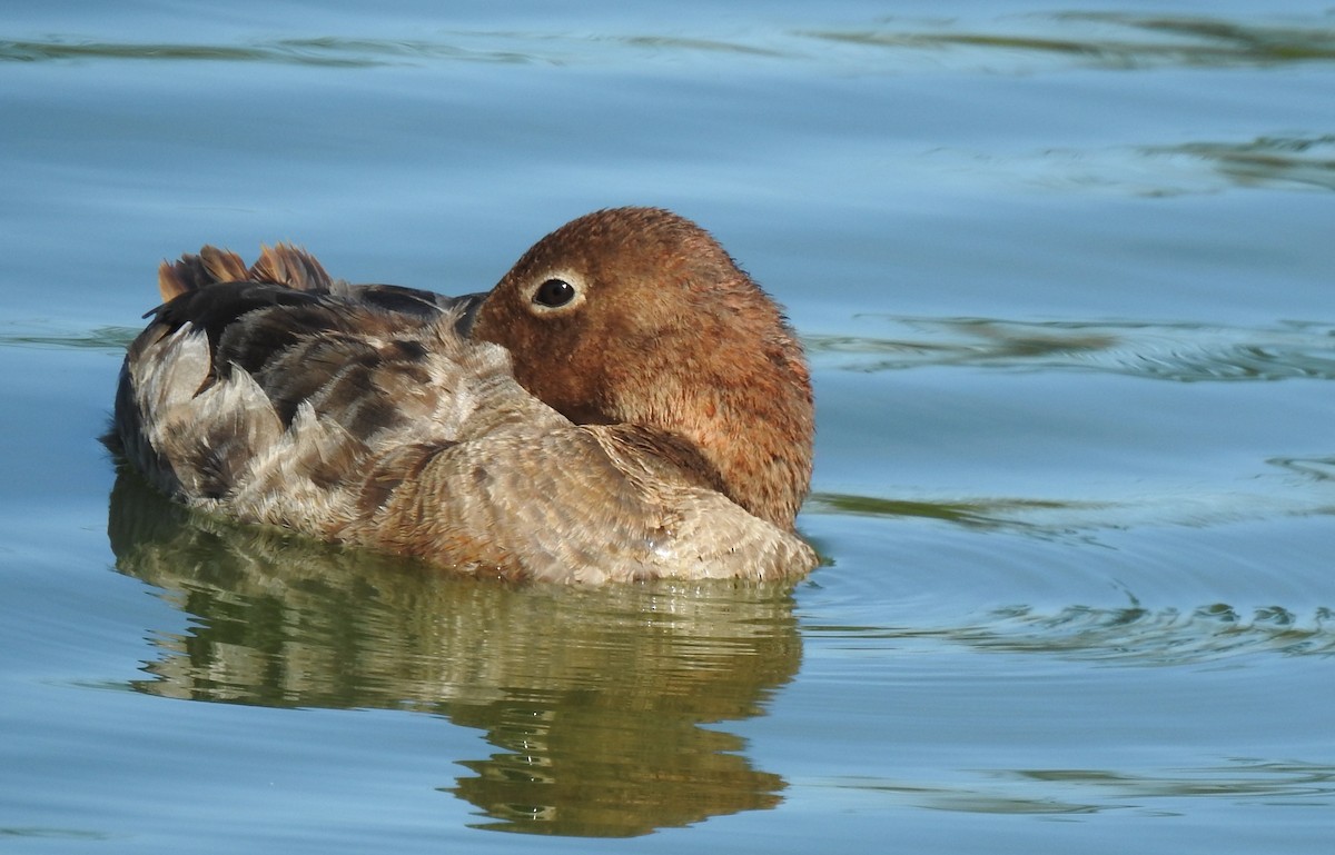 Canvasback - ML638637819