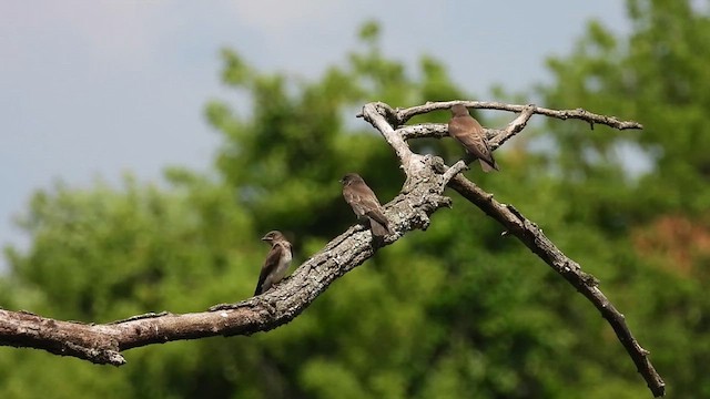 Northern Rough-winged Swallow - ML638637821