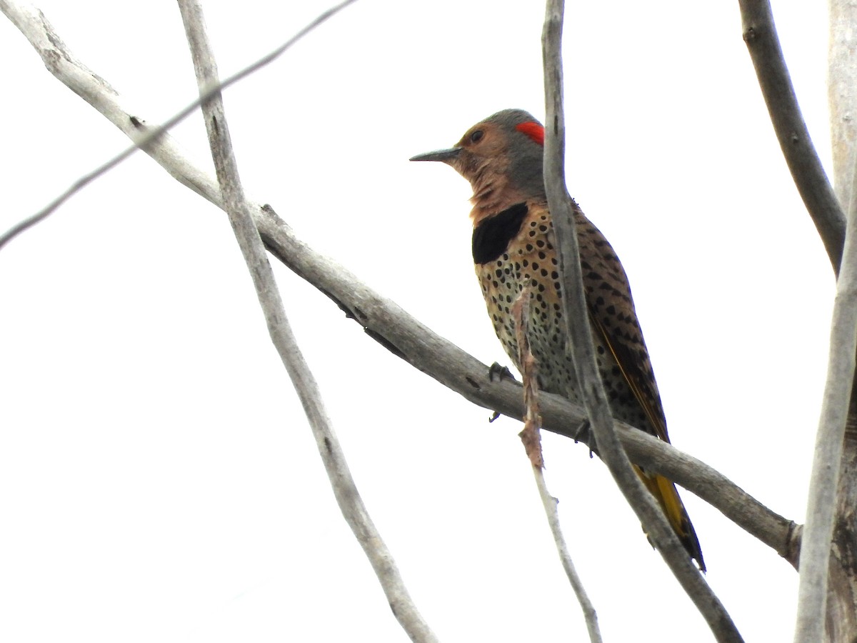 Northern Flicker - ML638637826
