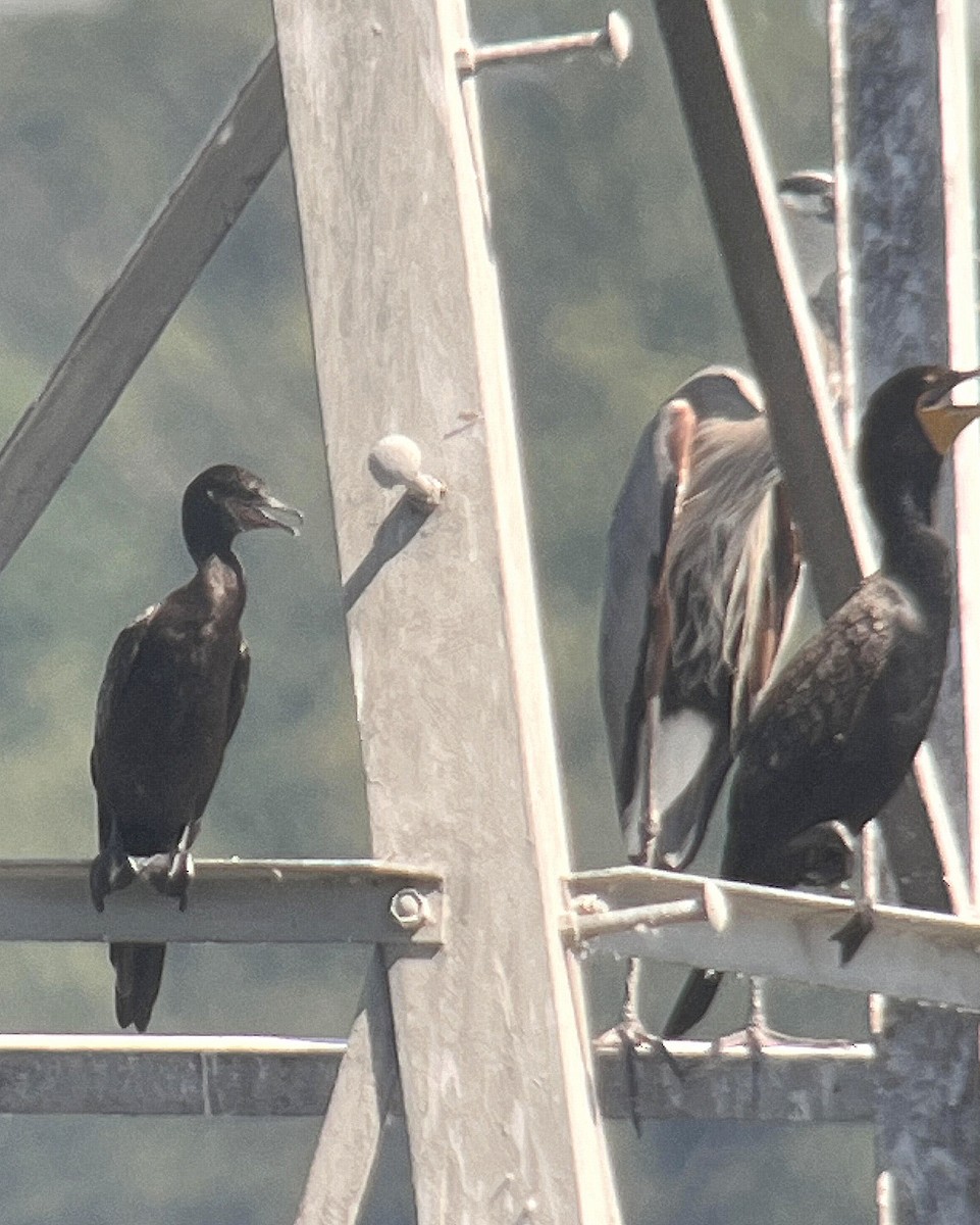 Neotropic Cormorant - ML638637858