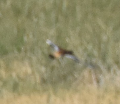 Virginia Rail - ML638637881