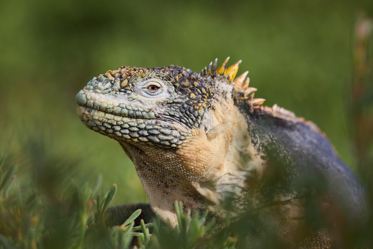 Galápagos Land Iguanas - ML638637902