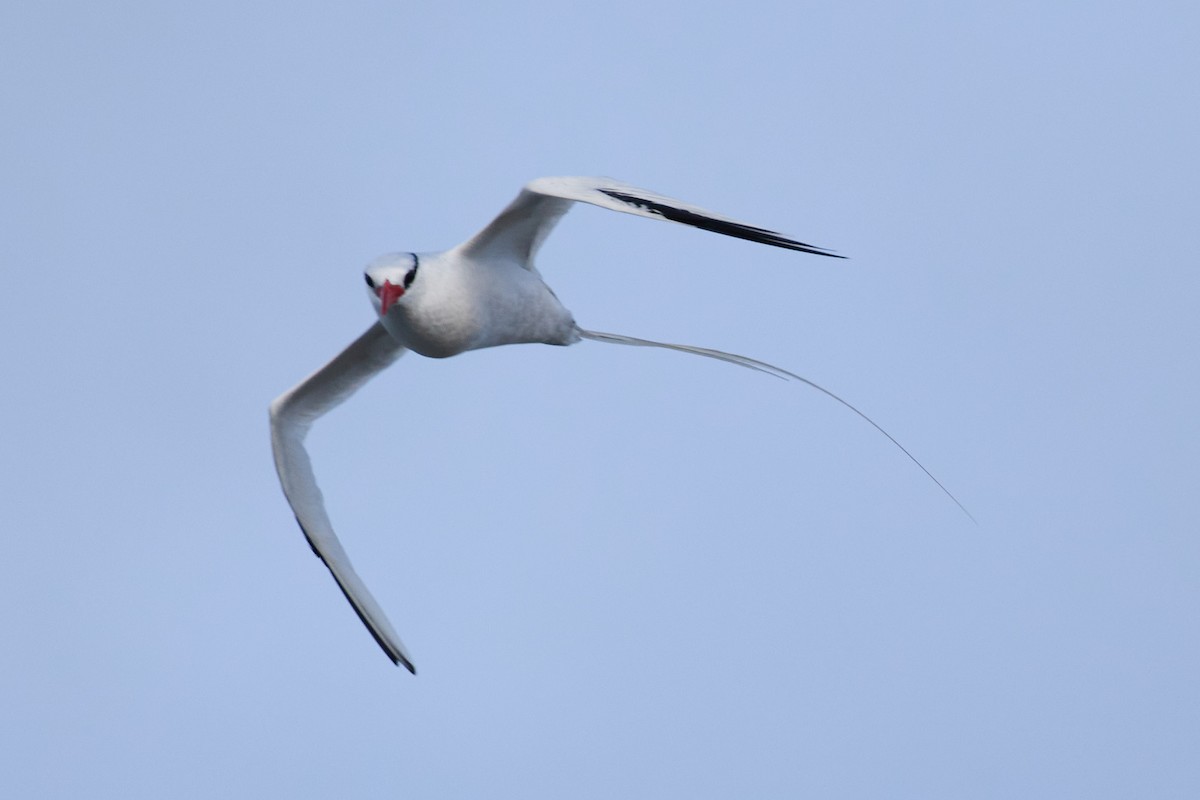 Red-billed Tropicbird - ML638637907