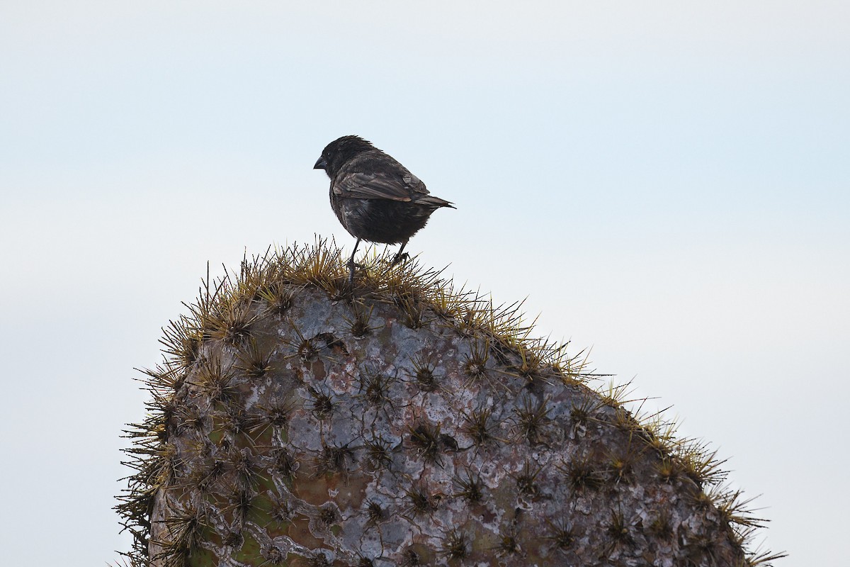 Small Ground-Finch - ML638637919