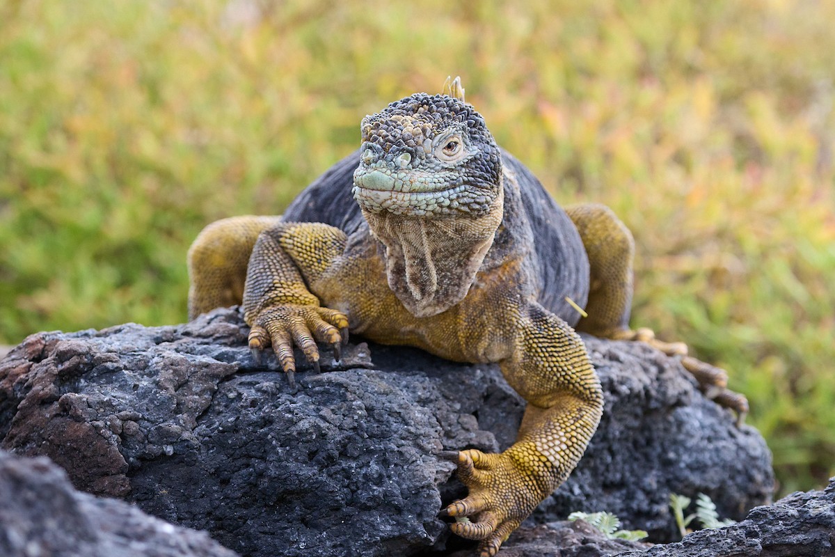 Galápagos Land Iguanas - ML638637925