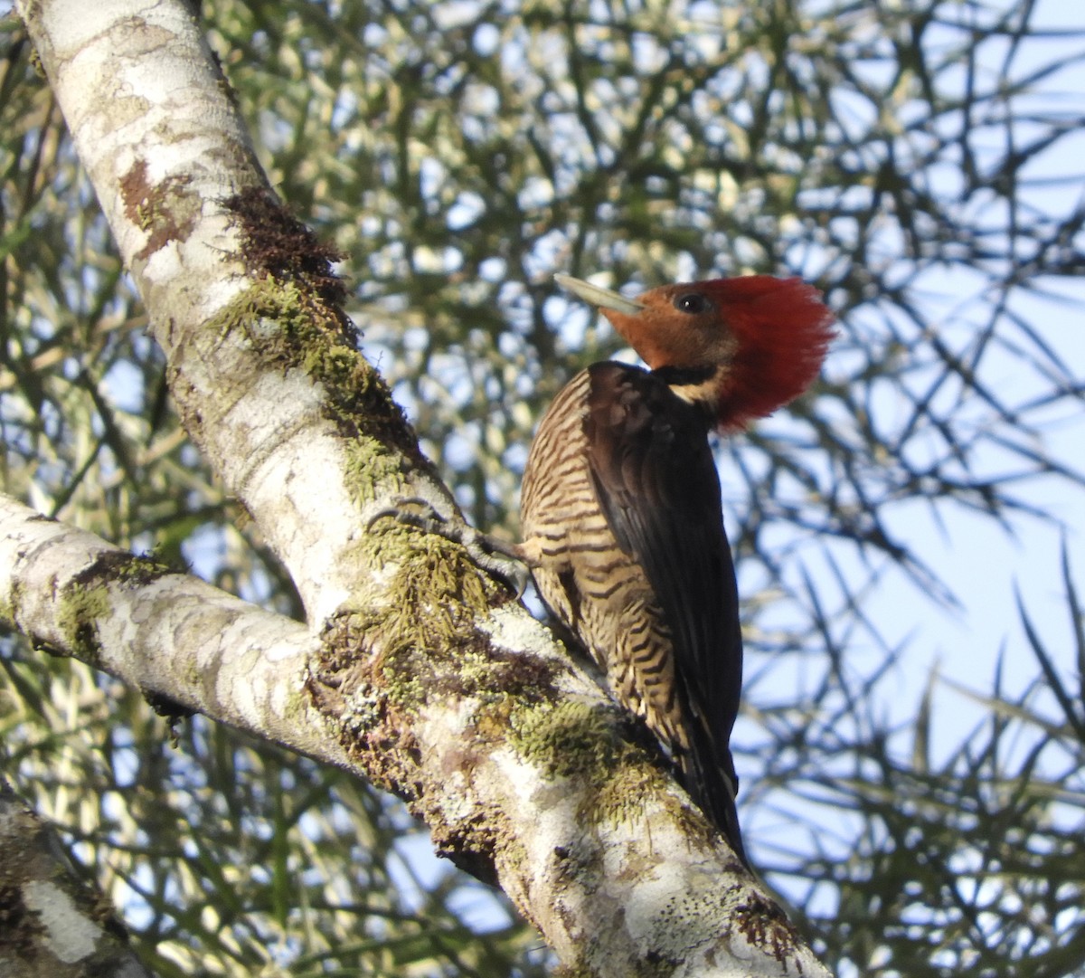 Helmeted Woodpecker - ML638637935