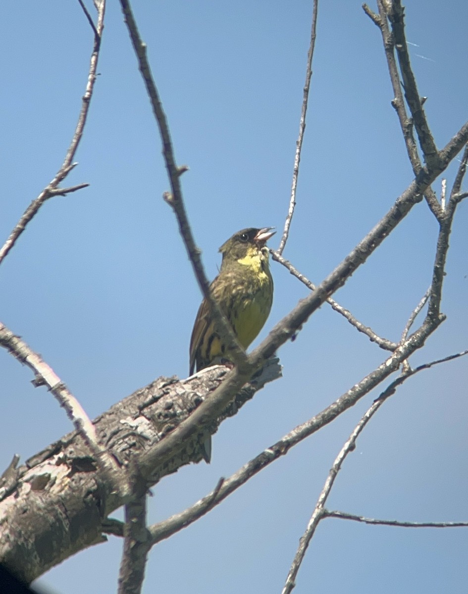Masked Bunting - ML638637941