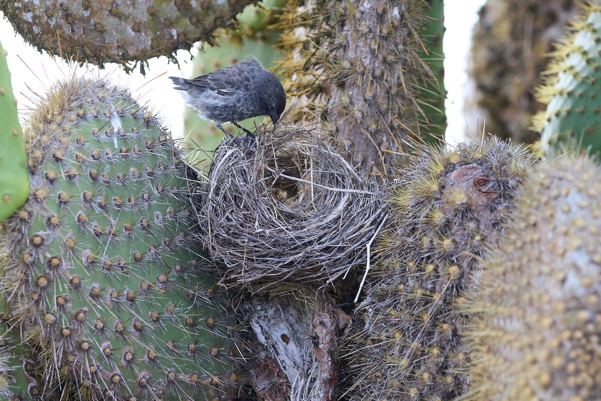 Common Cactus-Finch - ML638637953