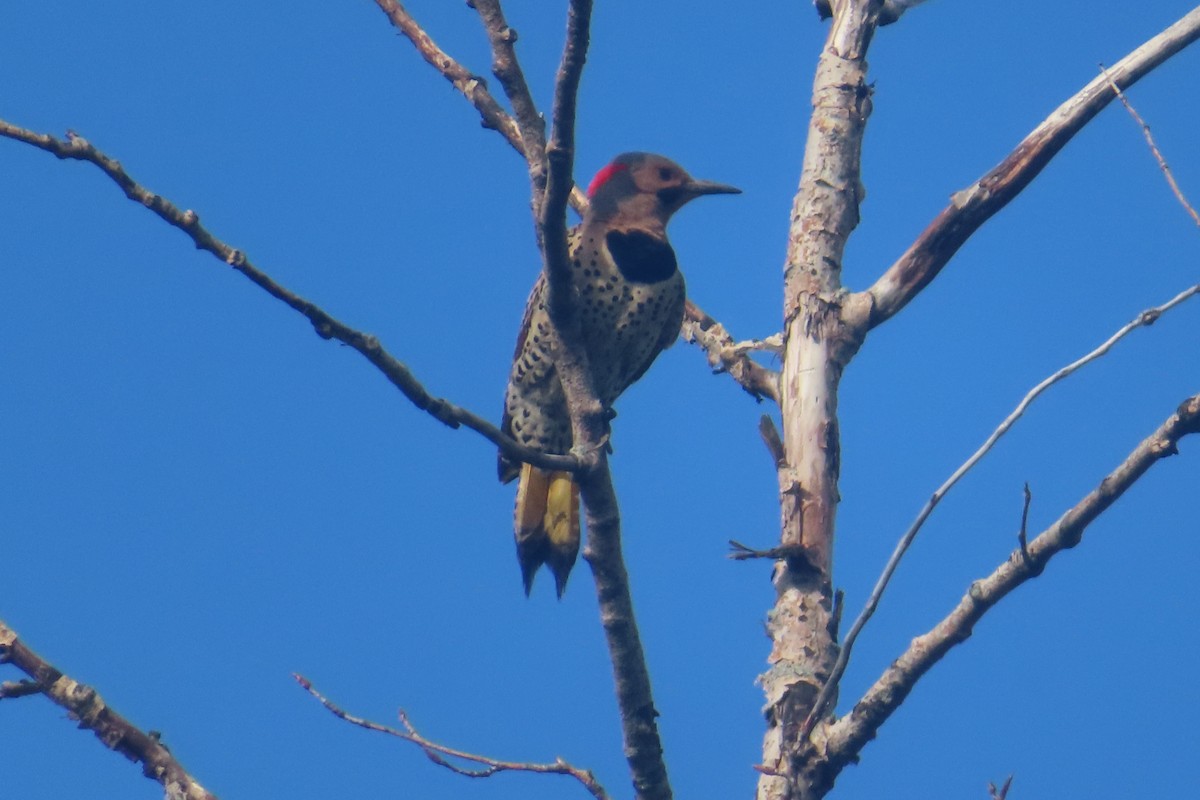 Northern Flicker - ML638637970