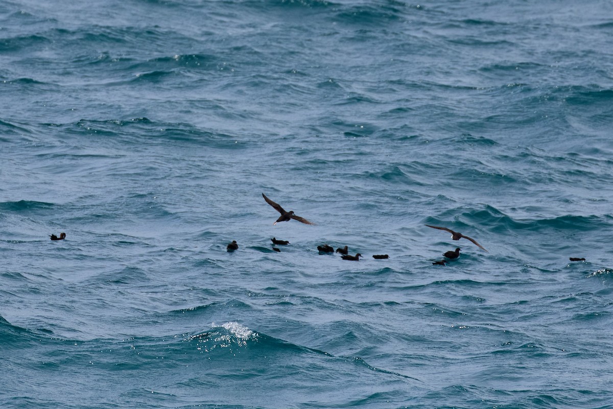 Galapagos Shearwater - ML638638060
