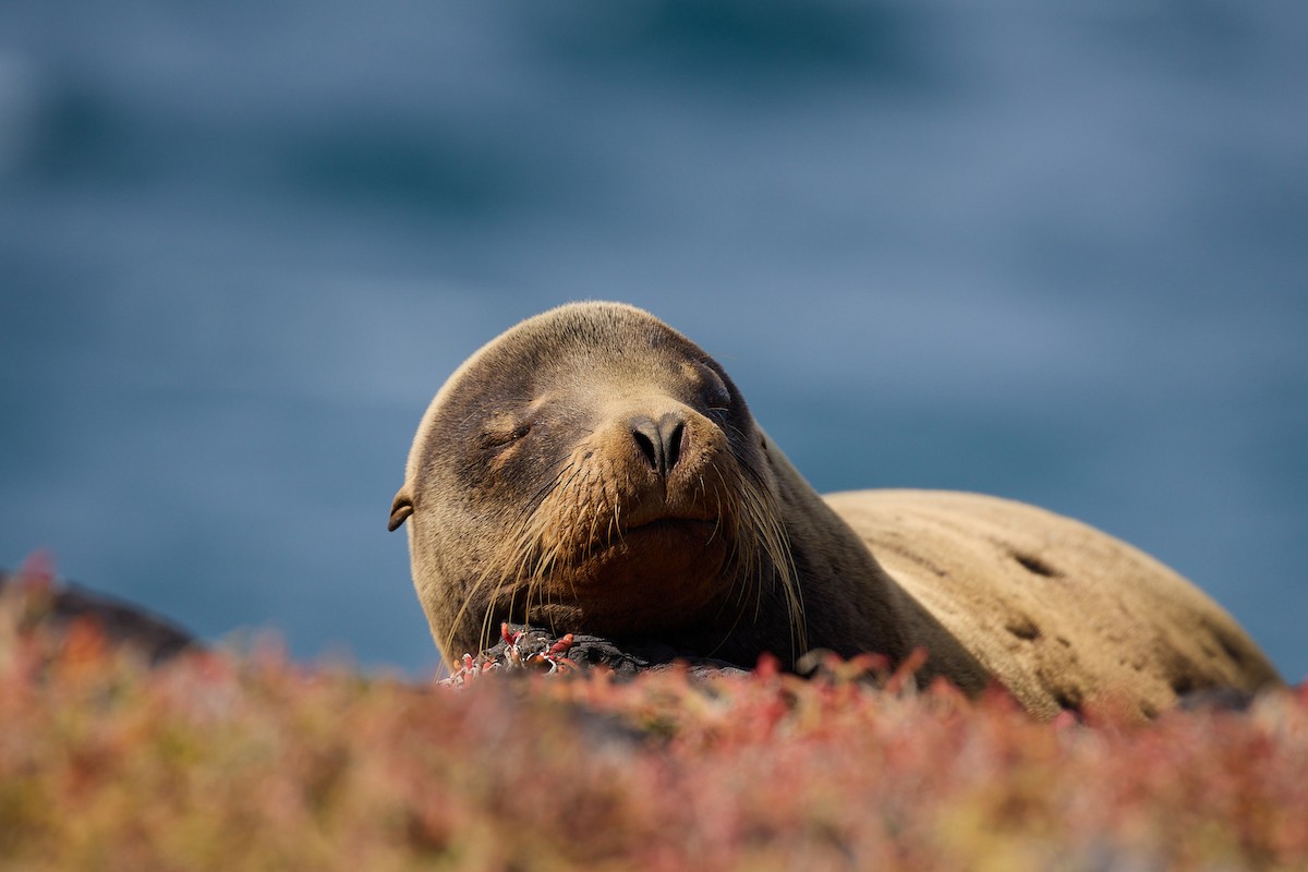 Galápagos Sea Lion - ML638638082